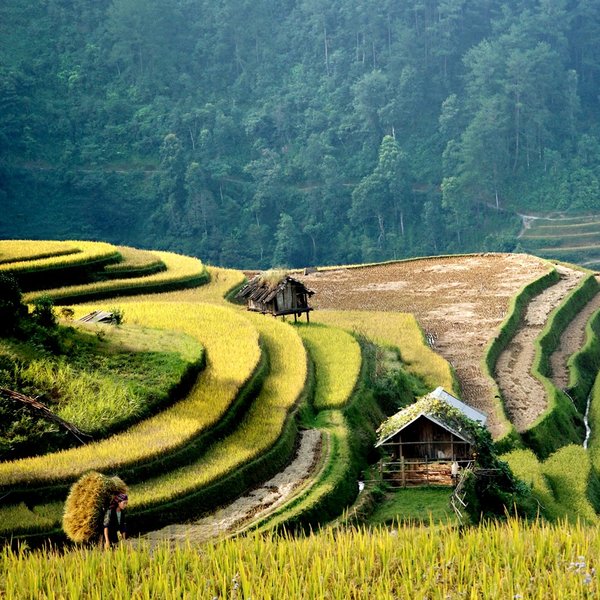 Photos : Mu Cang Chai